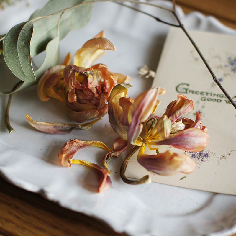 花のゐろはのイメージ